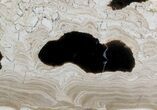 Polished Stromatolite (Collumnacollenia) - Russia #41851-1